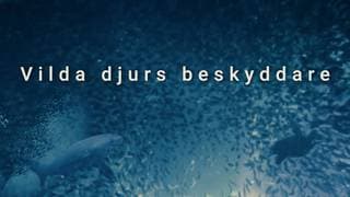 series