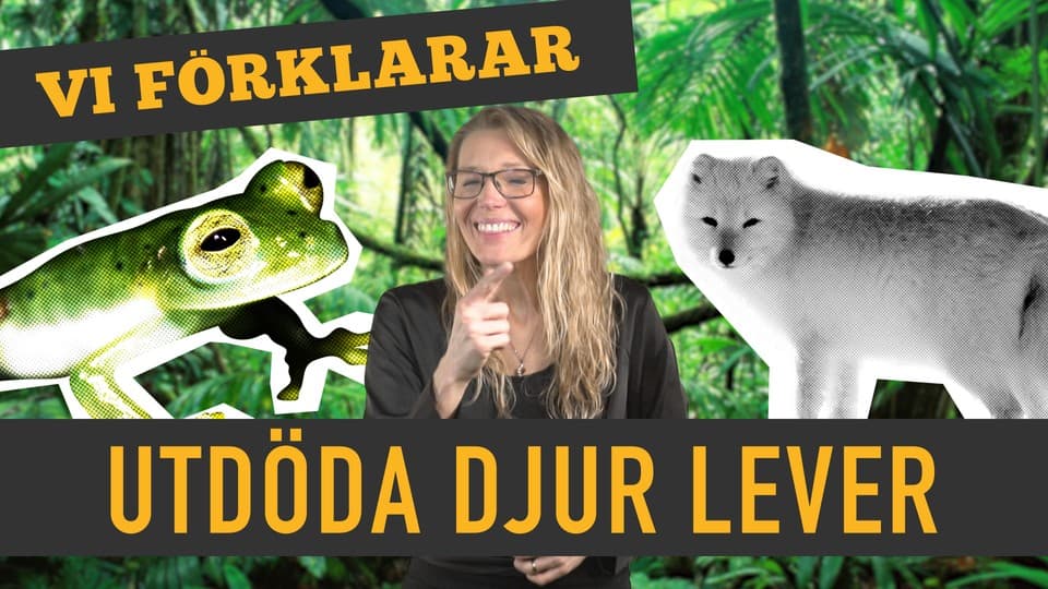 Programbild