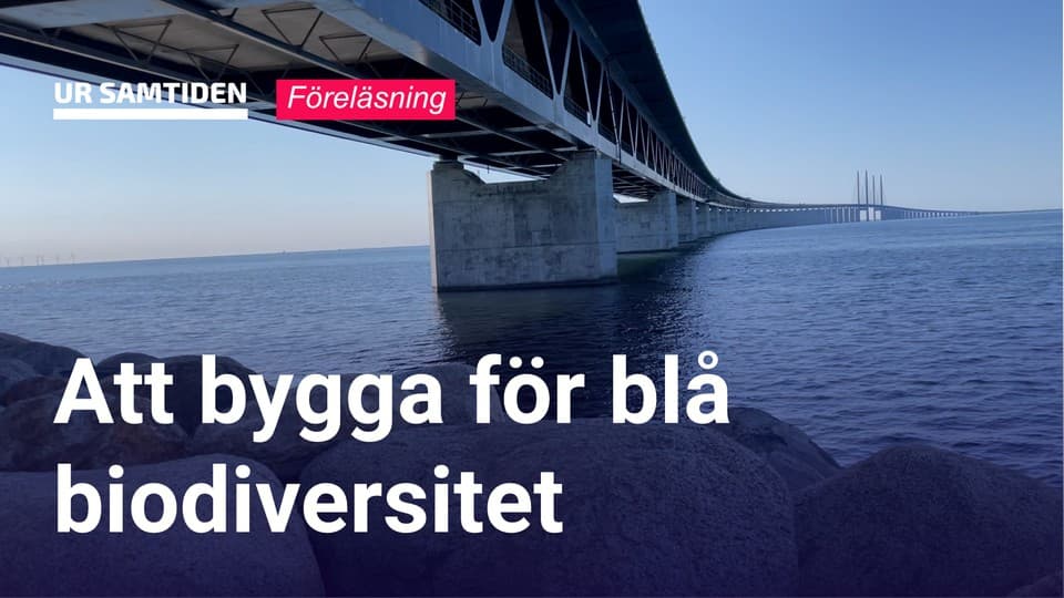 Programbild