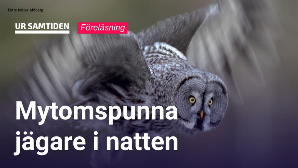 Programbild