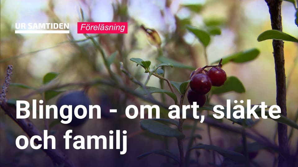 Programbild