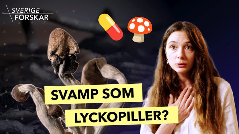Programbild